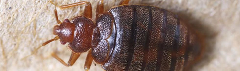 Bed Bug Closeup Picture